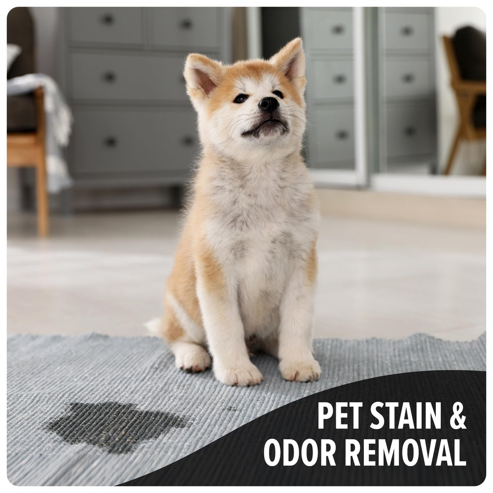 Dirt Devil Pet Carpet Cleaner Solution assists urine stain removal on carpets