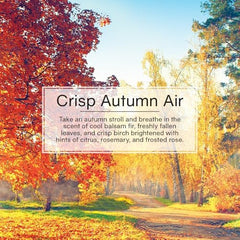 LITTLE TREES crisp birch and citrus note freshens drives