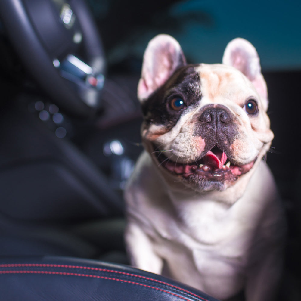 Turtle Wax Odor-X carpet fibers treatment showing deep cleaning of odors.