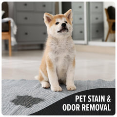 Dirt Devil Pet Carpet Cleaner Solution assists urine stain removal on carpets