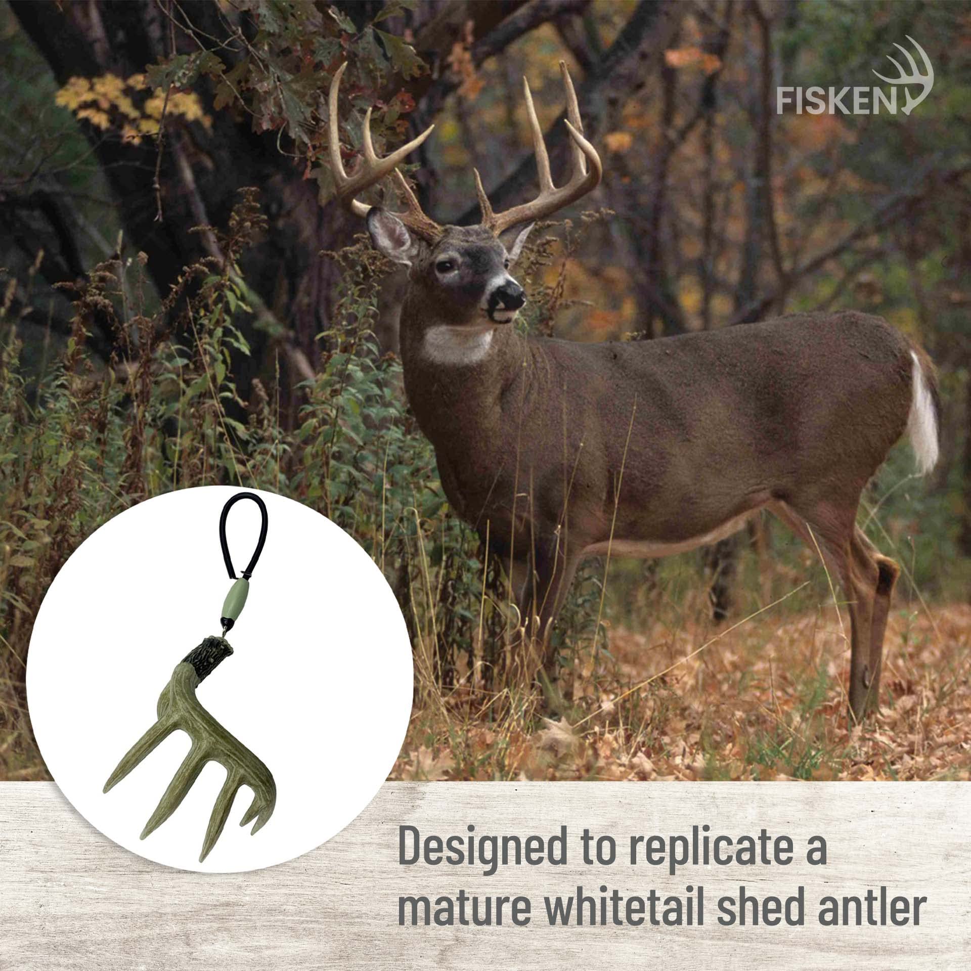 Fisken six-point antler ornament sized 3.5 in wide by 6.75 in tall for standout rear decor.