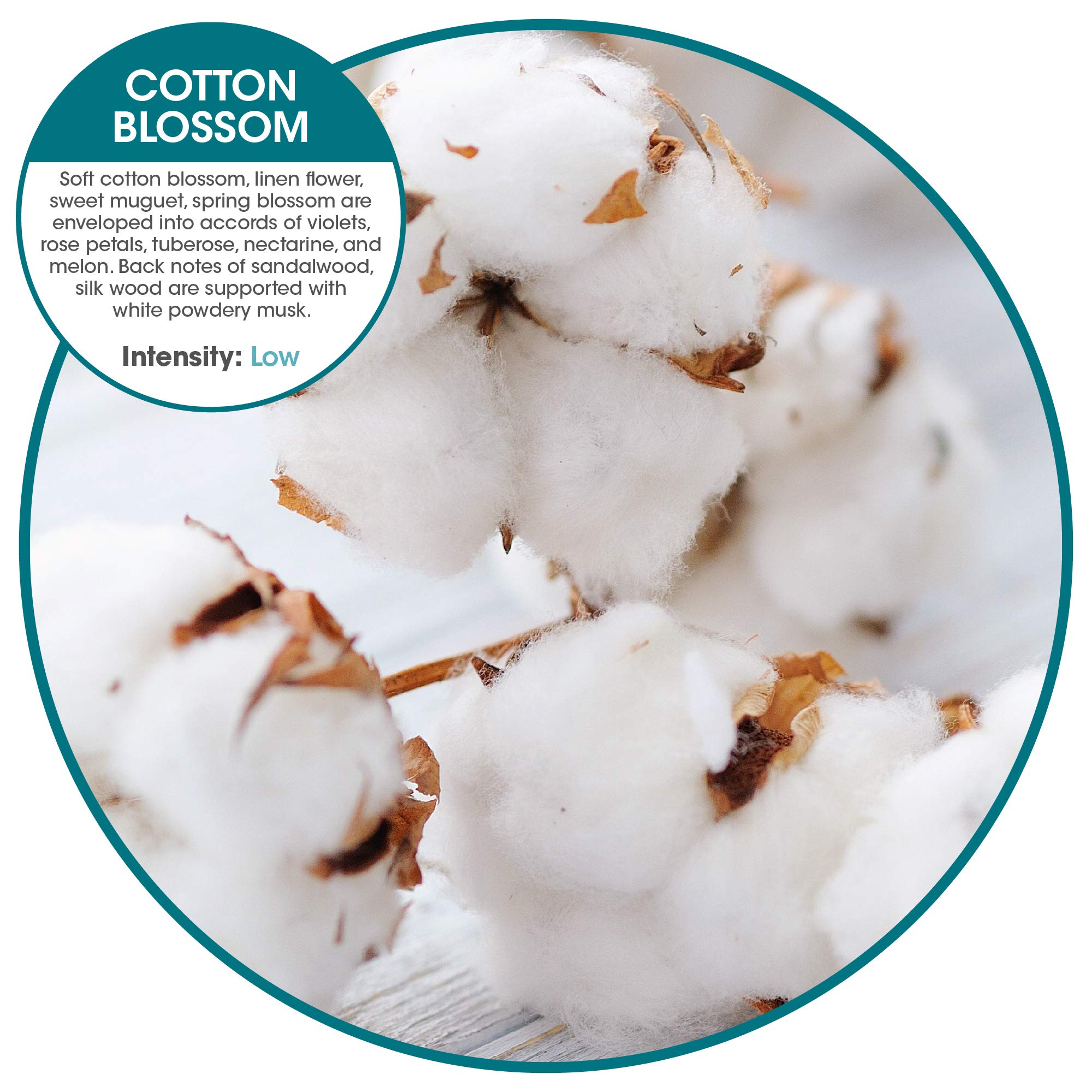 Fresh Products Eco Air refill made in USA packaged as a convenient six pack