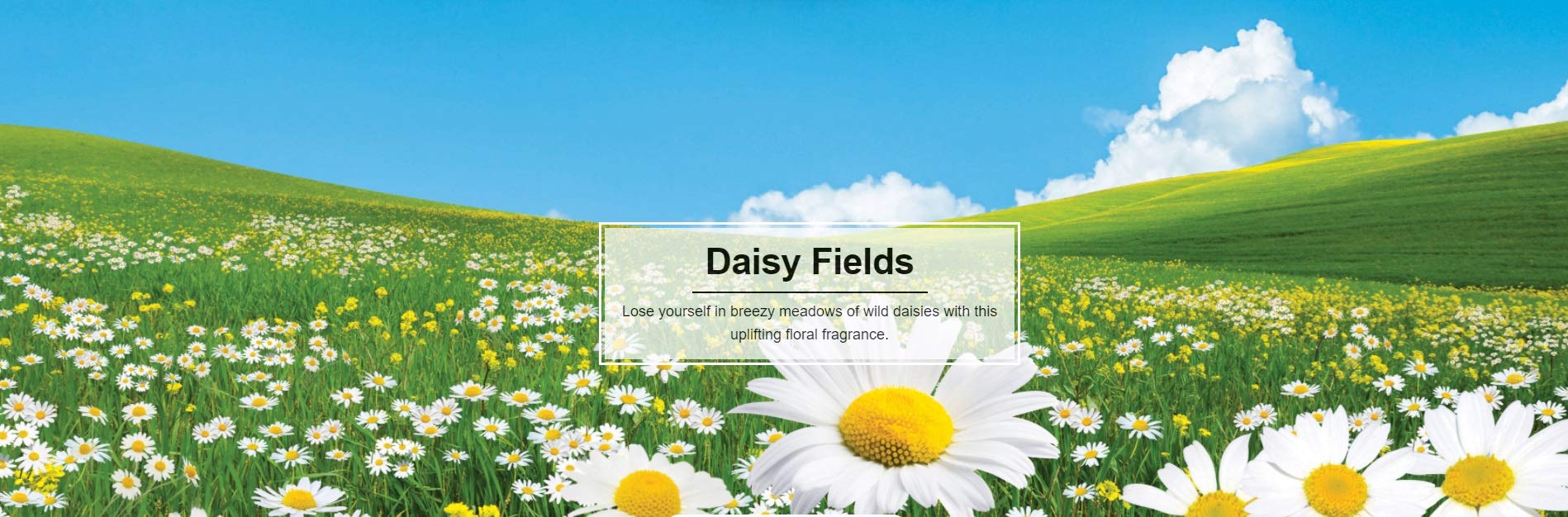 LITTLE TREES Daisy Fields six-pack shown for versatile use at home and on the road.