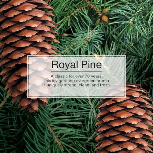 LITTLE TREES Royal Pine Car Interior image emphasizes strong evergreen aroma.
