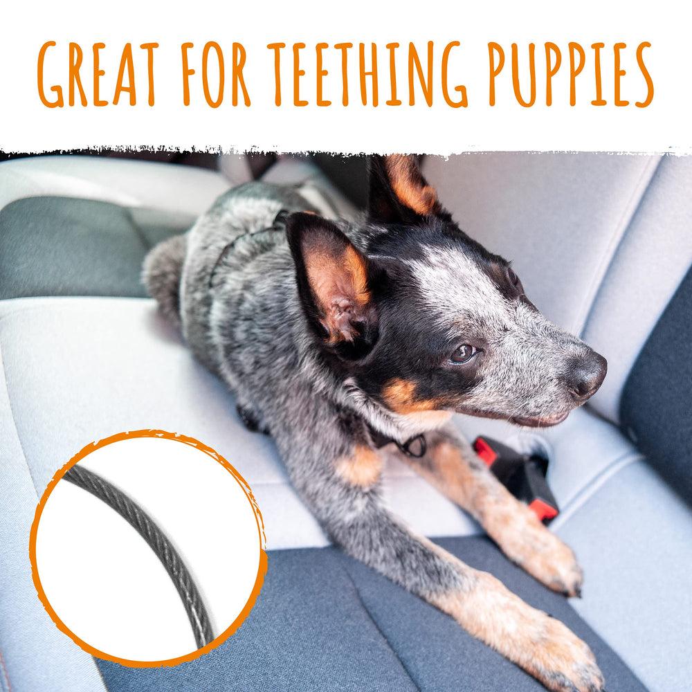 Mighty Paw dog seat belt with aviation aluminum carabiner on the move