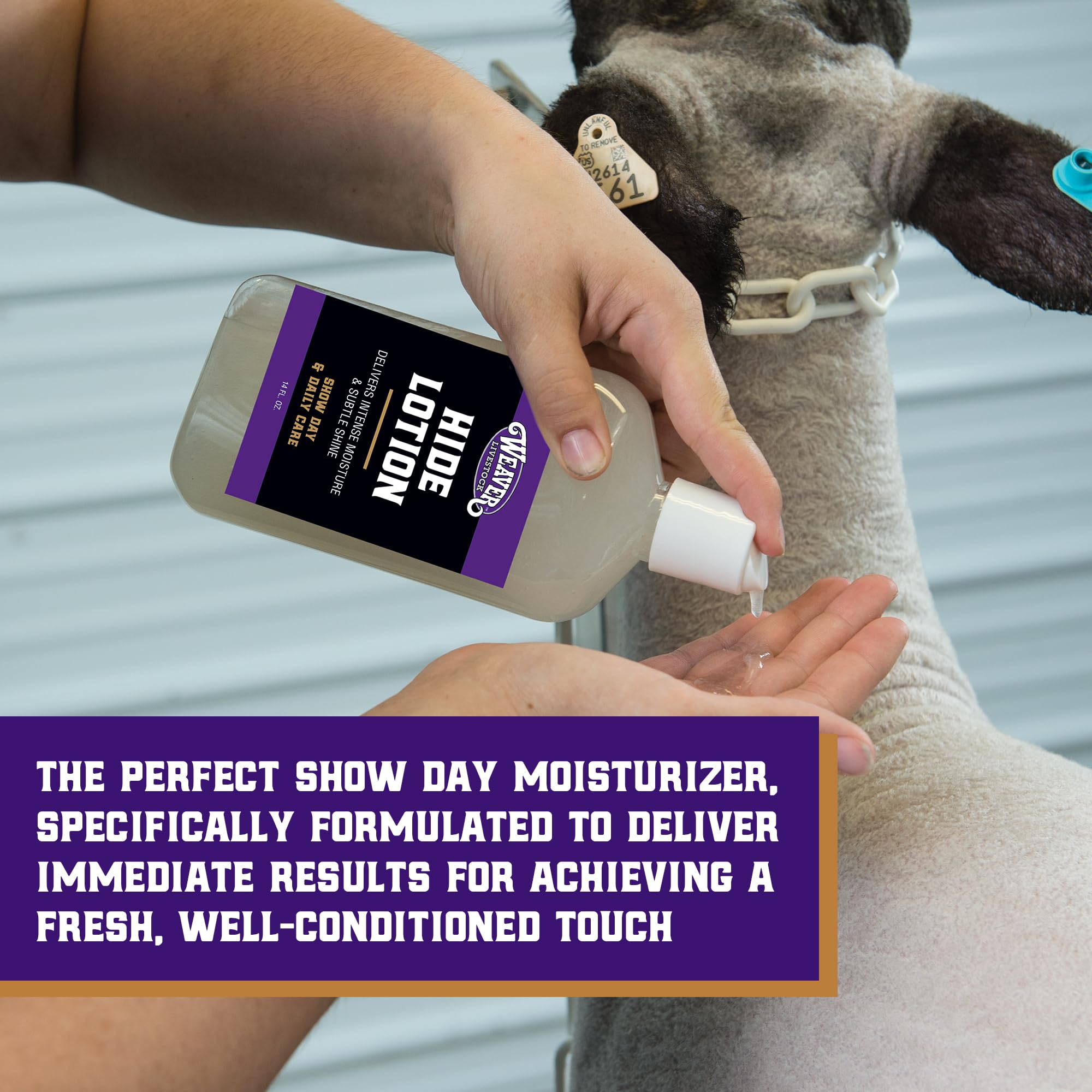 Weaver Livestock Hide Lotion White bottle applying to clipped hide areas for a fresh finish