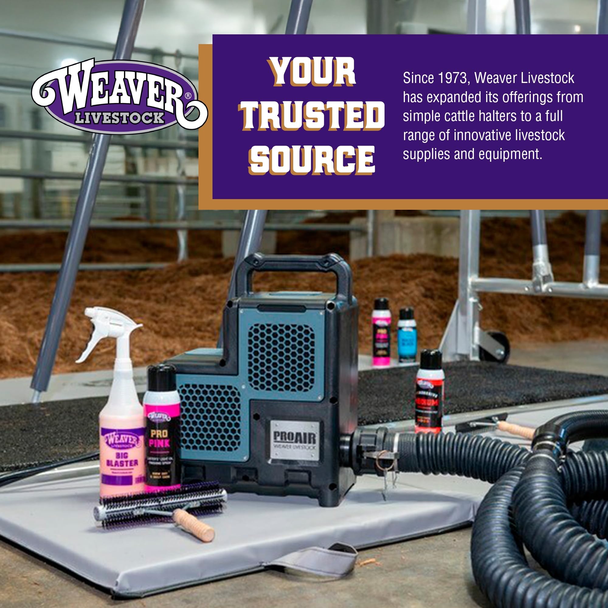 Weaver Livestock Hide Lotion White show-day setup in pen for easy application